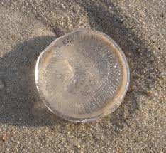 The moon jelly, a species of jellyfish, is round, translucent and gelatinous. That’s why, when it washes ashore, it’s easily mistaken for a silicone breast implant.